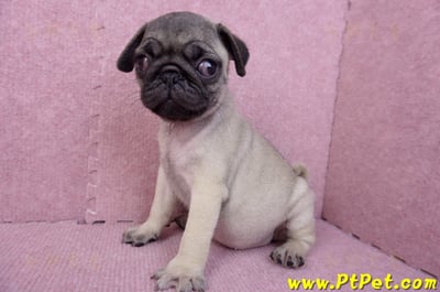 07/09巴哥母幼犬(新竹竹北)8