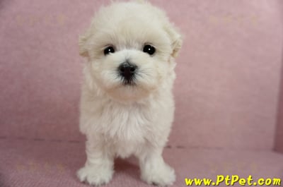 03/31奶油色馬爾泰迪母幼犬2號(屏東市)3