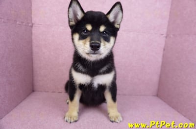 10/15黑色柴犬母幼犬(桃園龜山)2