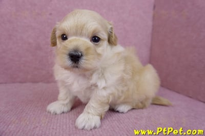 11/23馬爾泰迪公幼犬2號(高雄左營)5