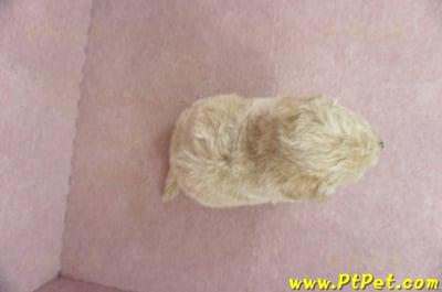 11/08泰迪比熊公幼犬3號(新北新店)7