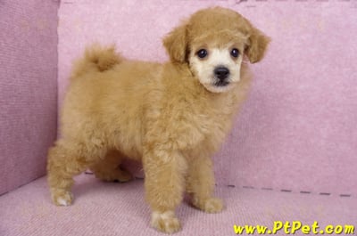 02/11奶油貴賓母幼犬6