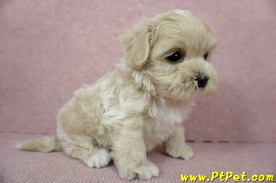 01/15奶油色馬爾泰迪 I 公幼犬(高雄大寮)6