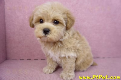 12/10馬爾泰迪母幼犬(台北大安)13