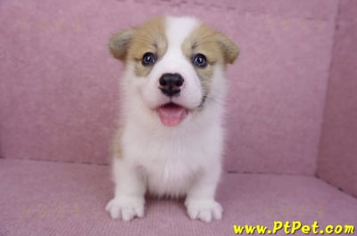 08/03雙色柯基犬公幼犬1號(高雄大樹)4