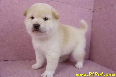 12/10白色柴犬母幼犬8