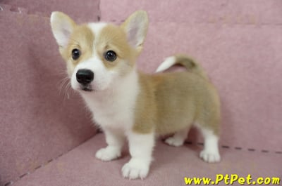 04/13雙色柯基犬母幼犬(高雄橋頭)6