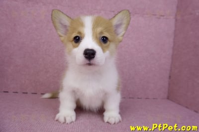 08/03雙色柯基犬母幼犬2號(屏東長治)2