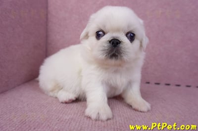 10/31北京狗公幼犬(台北松山)3