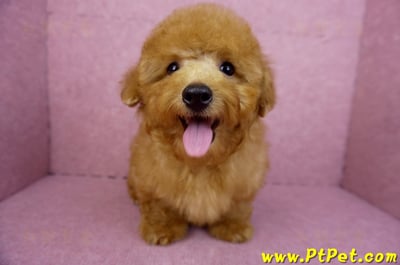 01/26紅貴賓公幼犬(屏東萬丹)1