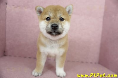 04/29赤色柴犬母幼犬1號(屏東里港)2