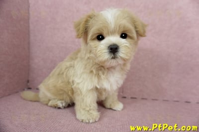 04/11奶油色馬爾泰迪公幼犬1號(桃園市)9