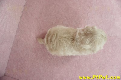 03/14奶油色馬爾泰迪母幼犬(新竹竹東)7