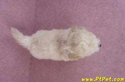 04/19泰迪比熊公幼犬12