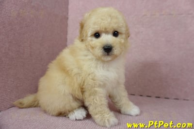 11/26迷你型奶油貴賓公幼犬(屏東市)4