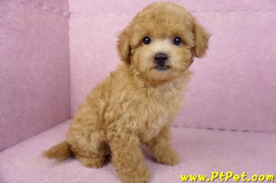 02/11奶油貴賓公幼犬5