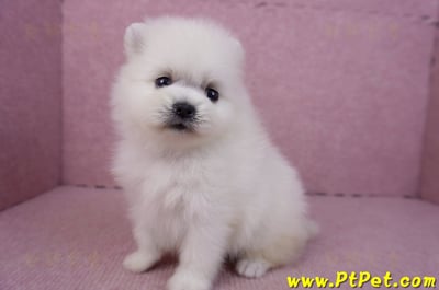 02/10白色松鼠博美母幼犬2號8