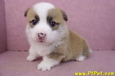 02/11雙色柯基犬公幼犬9