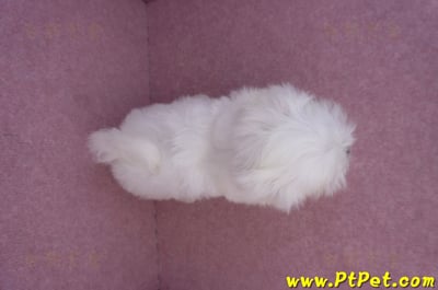 07/26迷你型馬爾濟斯 I 公幼犬(台中東區)11