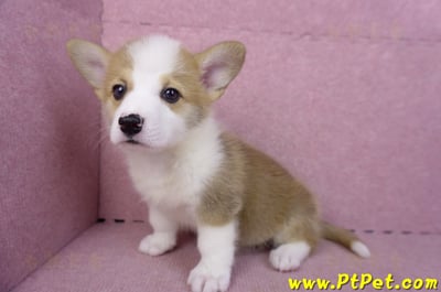 10/13雙色柯基犬母幼犬1號(台北大安)10