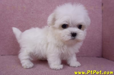 11/20馬爾濟斯母幼犬4