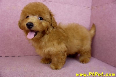 01/26紅貴賓公幼犬8