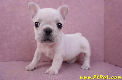 07/25奶油色法國鬥牛母幼犬3號(屏東內埔)9