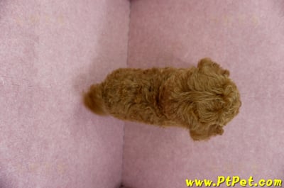 04/15紅貴賓公幼犬(屏東市)12