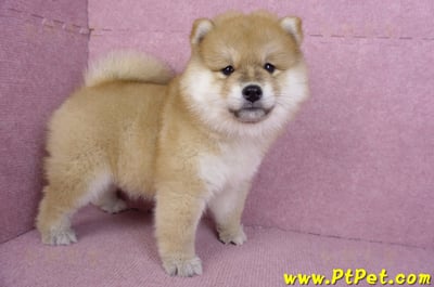 11/19赤色長毛柴犬母幼犬(新竹竹東)8