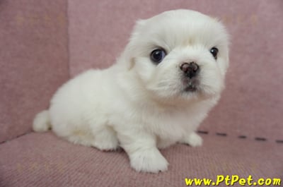 05/27北京狗母幼犬(台北萬華)3