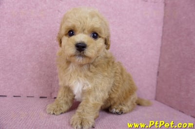 08/12泰迪比熊公幼犬(台北信義)8