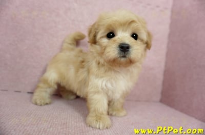 2/14奶油色馬爾泰迪 II 母幼犬(台中北屯)5