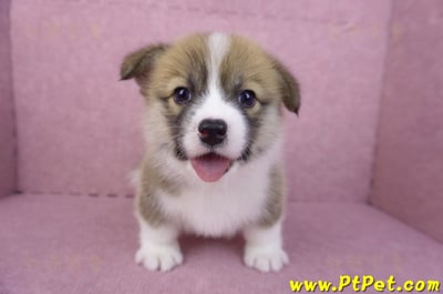 03/14雙色柯基犬母幼犬(新竹市)2