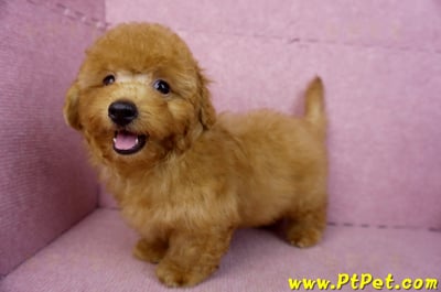 01/26紅貴賓公幼犬9