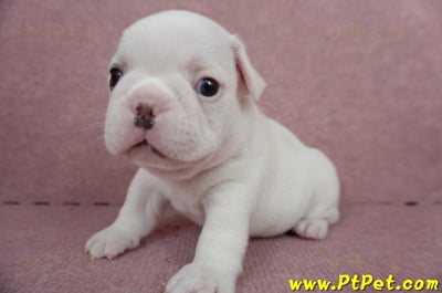 04/18奶白色法國鬥牛公幼犬2號(屏東內埔)6