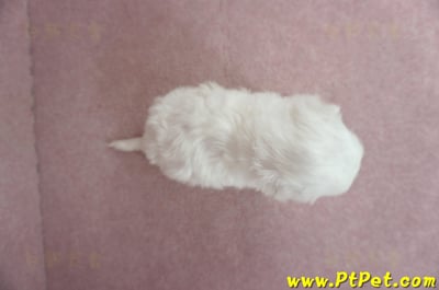 01/12比熊犬公幼犬2號(高雄大樹)6