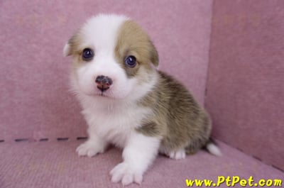 09/22雙色柯基犬母幼犬1號(屏東市)5