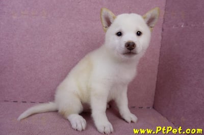 06/14白色柴犬公幼犬(台中北區)6