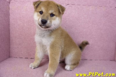 12/10赤色柴犬母幼犬(桃園龍潭)10