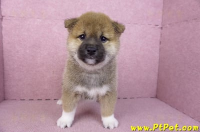 01/11赤色柴犬母幼犬(屏東竹田)1