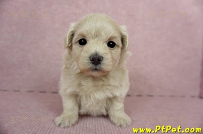 03/14奶油色馬爾泰迪母幼犬(新竹竹東)1