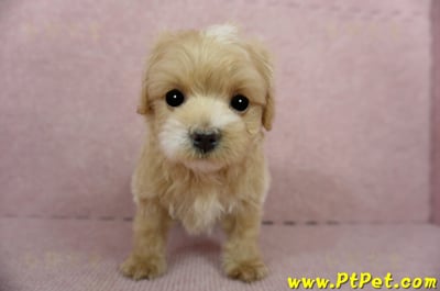 01/15奶油色馬爾泰迪公幼犬(屏東高樹)3