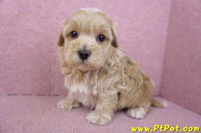 02/20馬爾泰迪公幼犬(嘉義市)12