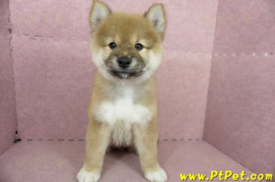 04/29赤色長毛柴犬公幼犬(高雄小港)2