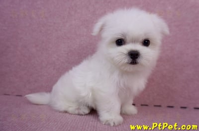 05/28迷你型馬爾濟斯公幼犬3號(台北萬華)4