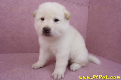 05/24白色柴犬公幼犬1號4