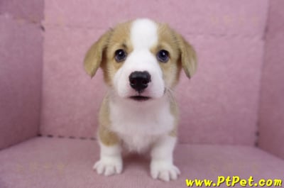 08/29雙色柯基犬母幼犬1號1