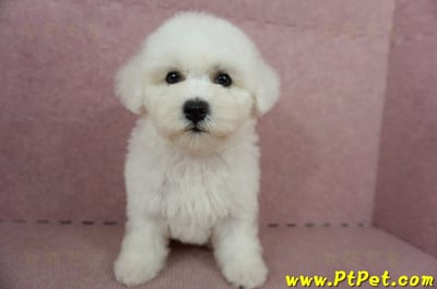 05/20比熊犬母幼犬2號(台南東區)2