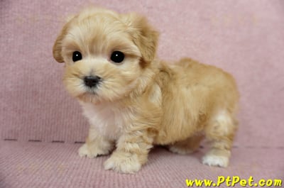 03/21奶油色馬爾泰迪母幼犬3號(高雄鼓山)10