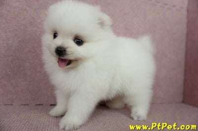 02/11迷你型松鼠白博美公幼犬(桃園市)9